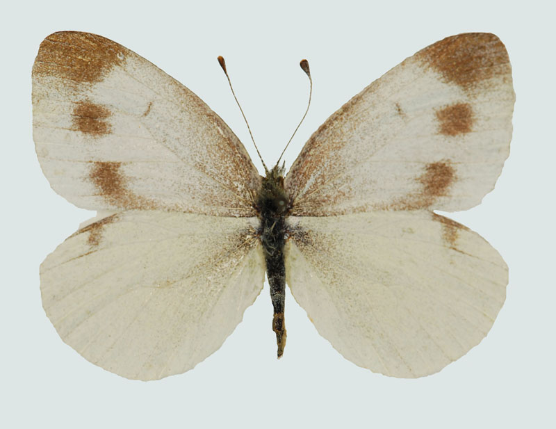 Pieris ergane, Weibchen, Dalmatien.jpg, © Foto M. Lödl