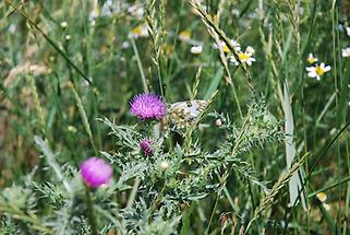 Resedafalter (Pontia daplidice edusa)