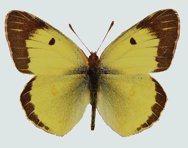 Colias erate, Männchen, © Foto M. Lödl