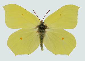Zitronenfalter (Gonepteryx rhamni)