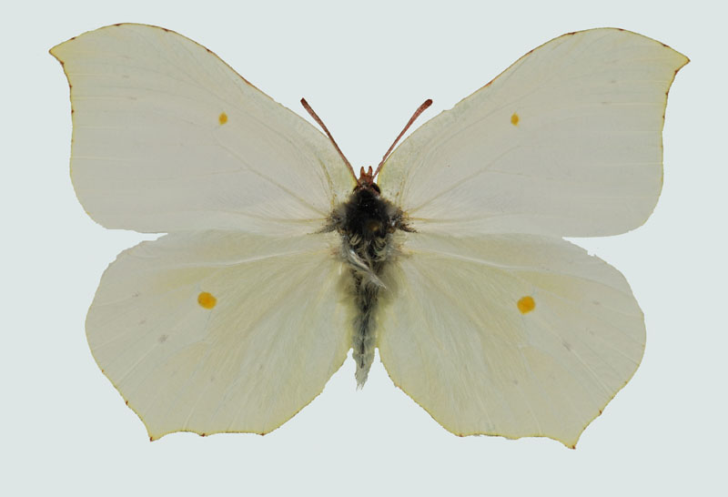 Gonepteryx rhamni, Weibchen, Faaker See, Kärnten, © Foto M. Lödl