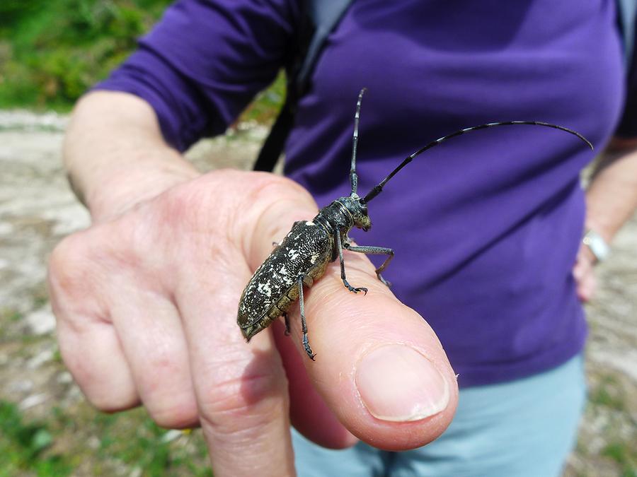 Schneiderbock, Weibchen