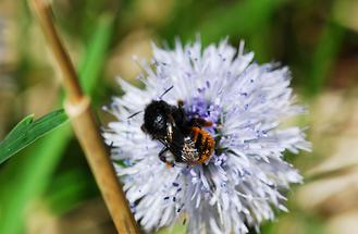 Steinhummel-Schmarotzerhummel (1)