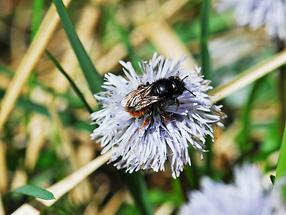 Steinhummel-Schmarotzerhummel (2)