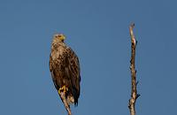Ursprungsbild von Richard Mayr, Adler 1
