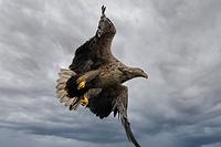 Ursprungsbild von Richard Mayr, Adler 2