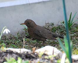 Amsel (w)