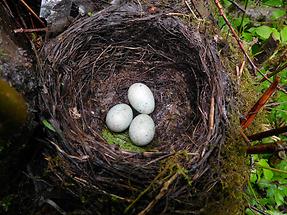 Nest