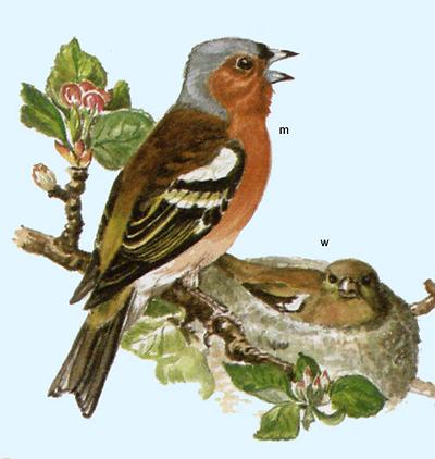 Buchfink