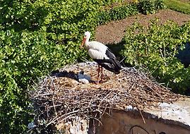 Weißstorch mit Jungvögel im Horst., Foto: Traroth. Aus: Wikicommons unter CC 