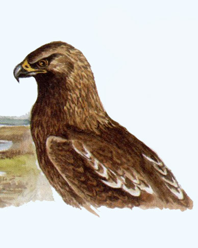 Kaiseradler