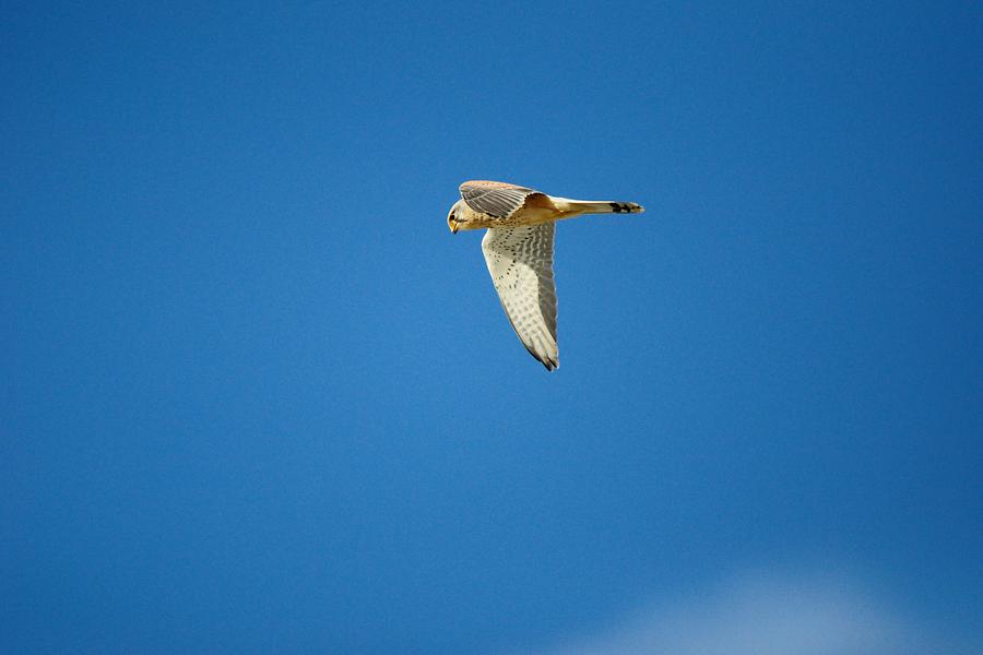 Turmfalke (m) im Flug