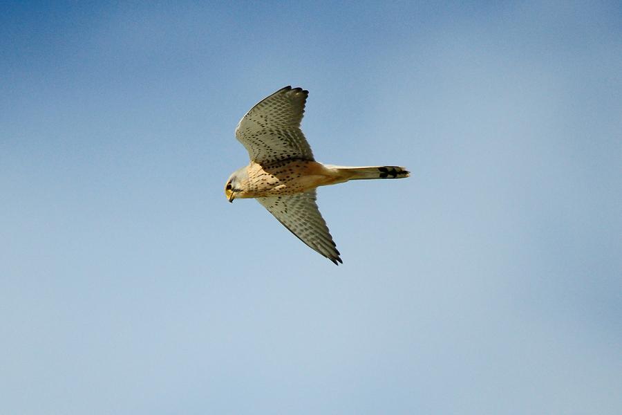 Turmfalke (m) im Flug