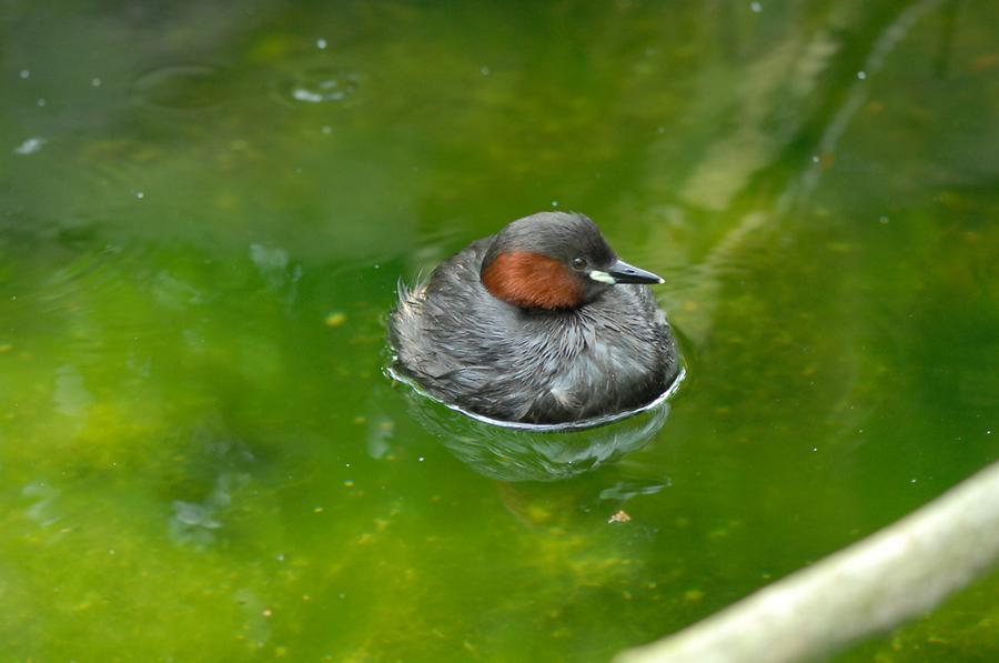 Zwergtaucher