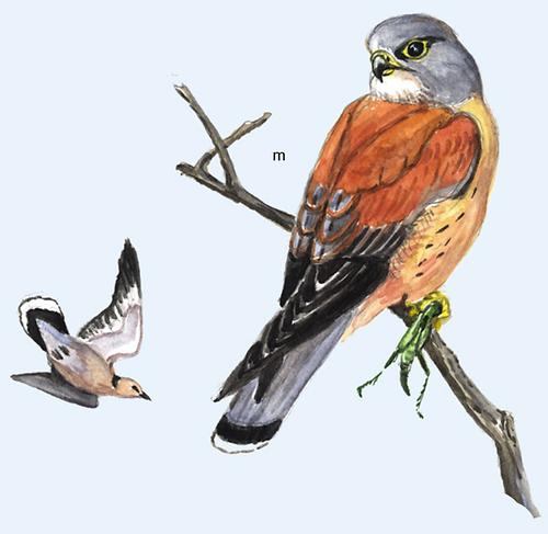 Rötelfalke Vögel Fauna Natur im AustriaForum Rötelfalke Vögel Fauna Natur im AustriaForum