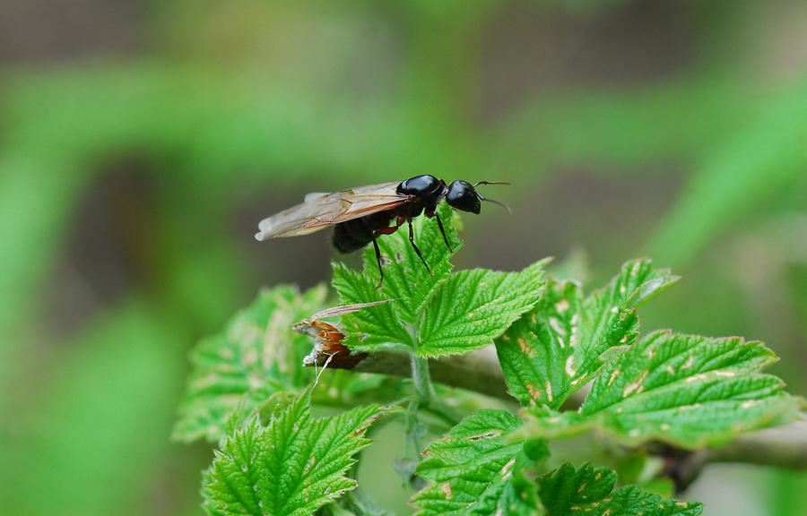 Wiesenameise