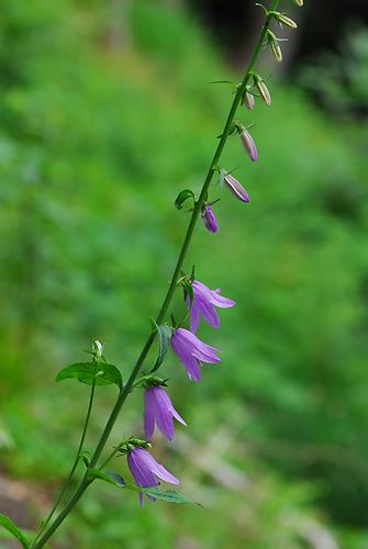 Acker-Glockenblume