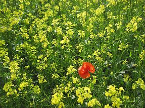 Acker-Senf mit Mohnblüte