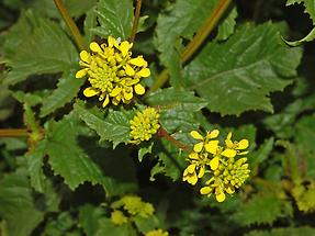 Blüte von oben