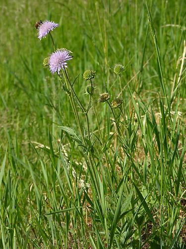 Acker-Witwenblume