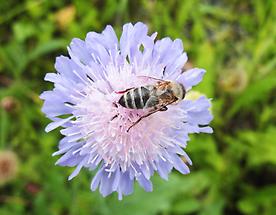Acker-Witwenblume mit Biene