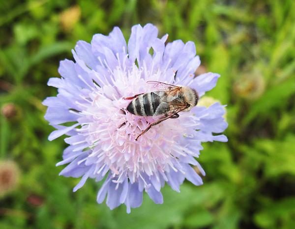 Acker-Witwenblume