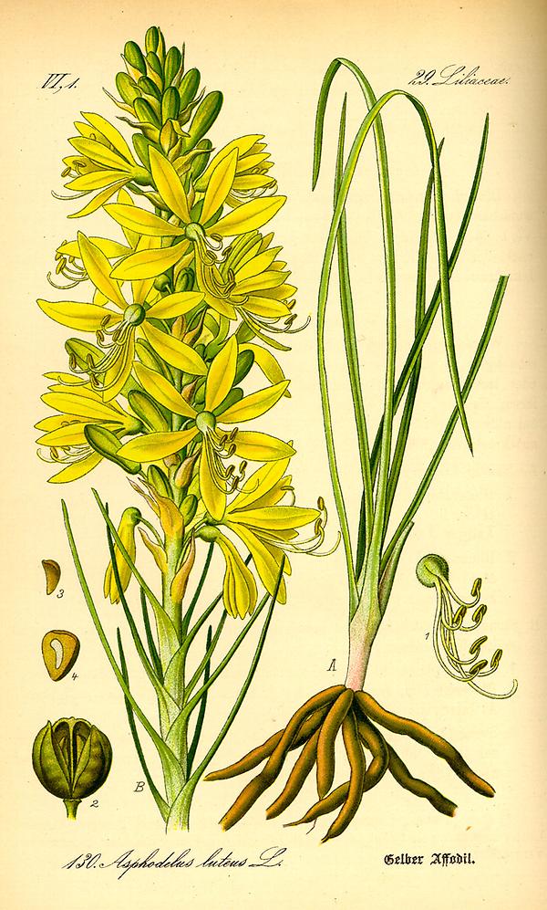 tafel_132_asphodeline lutea.jpg