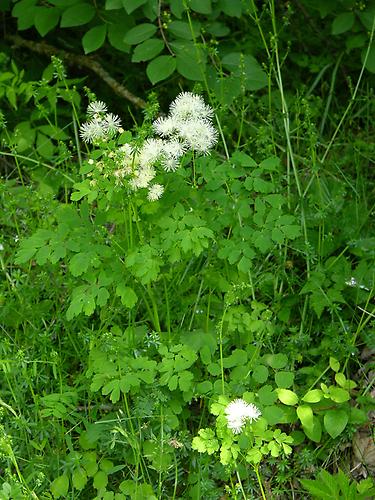 Akeleiblättrige Wiesenraute