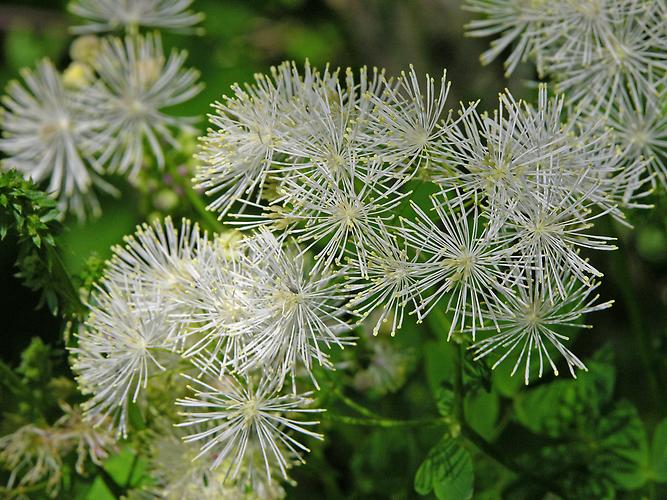 Akeleiblättrige Wiesenraute