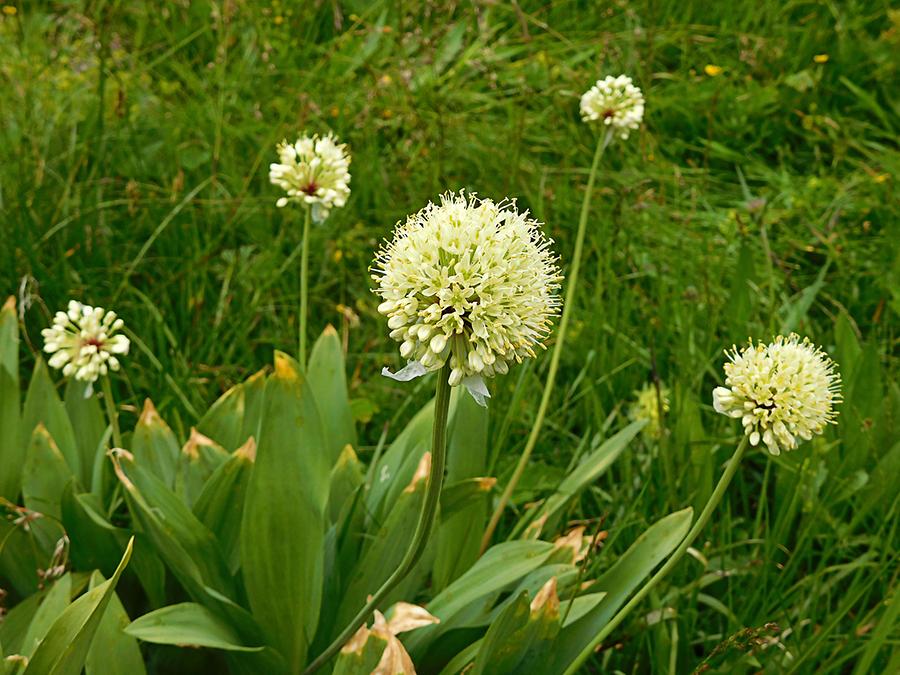 Allermannsharnisch Blüte