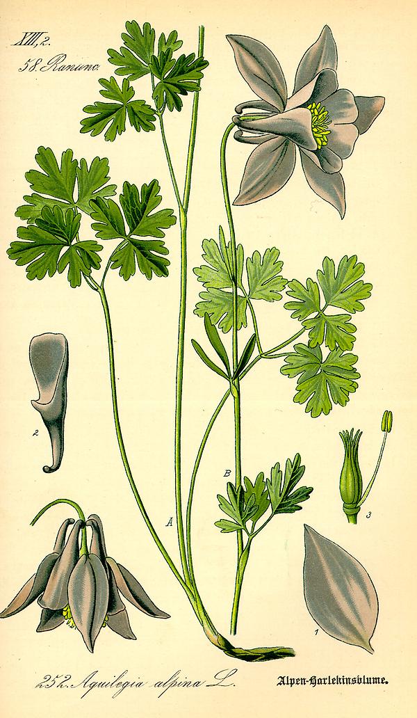 Bild '95_aquilegia alpina_tafel_095'