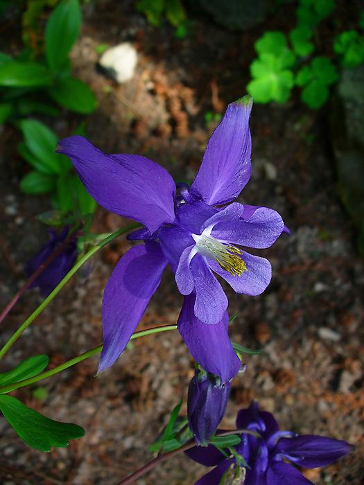 Akeleiblüte., Foto: H. Zell. Aus: Wikicommons unter CC 