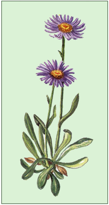 Alpen-Aster