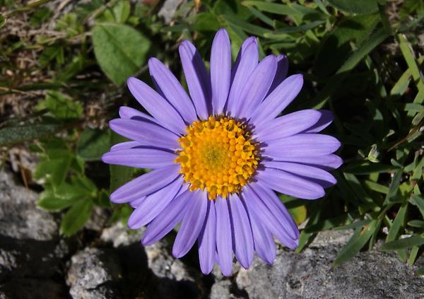 Alpen-Aster