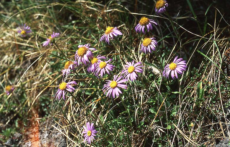 Alpen-Aster