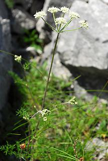 Alpen-Augenwurz (1)