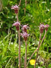 mehrere Blüten