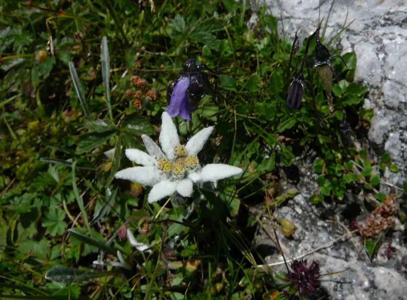 Alpen-Edelweiß