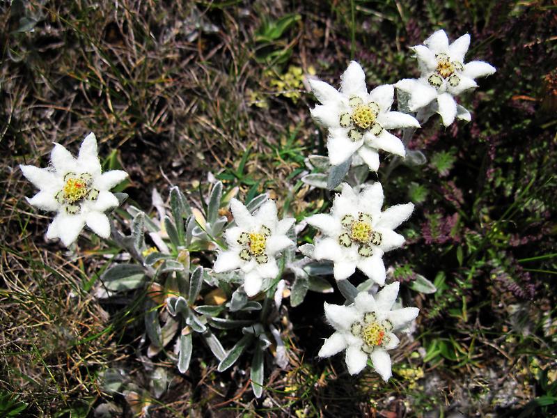 Alpen-Edelweiß