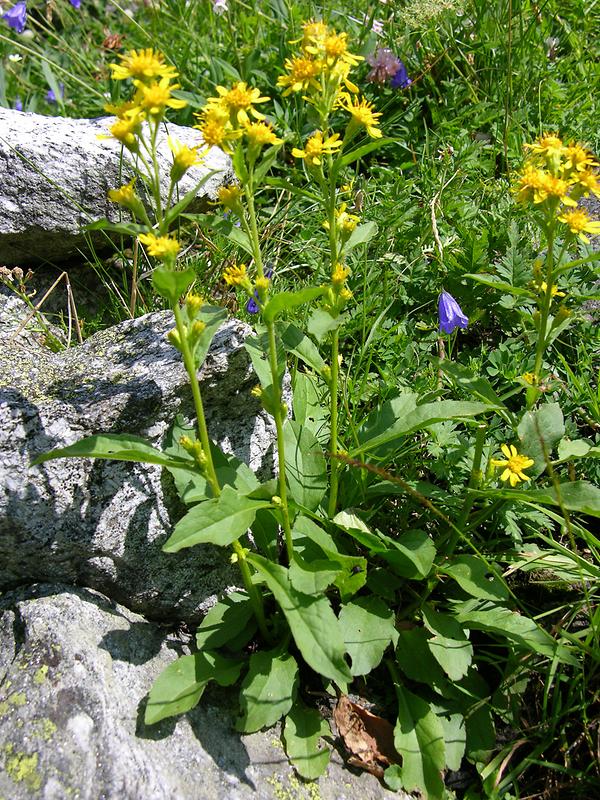 Alpen-Goldrute