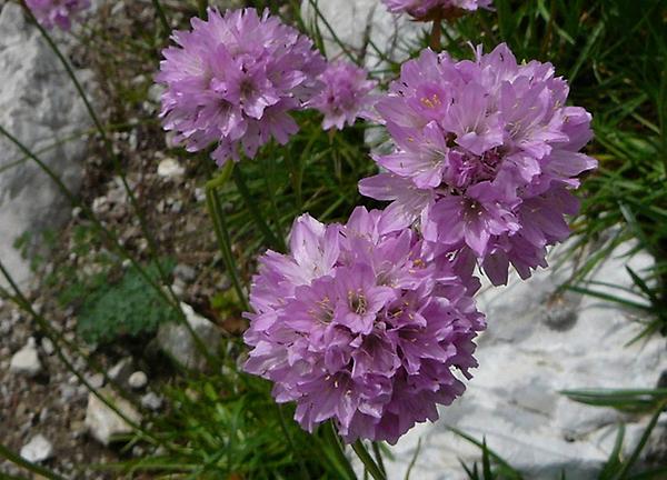 Alpen-Grasnelke