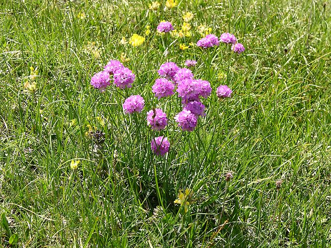 Alpen-Grasnelke