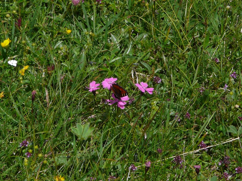 Alpen-Nelke