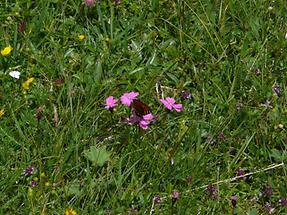 Alpen-Nelke im Gras