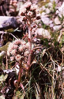 Alpen-Pestwurz