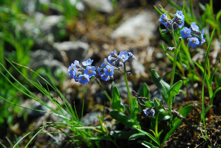 Alpen-Vergissmeinnicht (Stubaier Alpen bei Kühtai), Foto: © Markus Duschek 