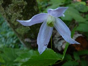 geöffnete Blüte