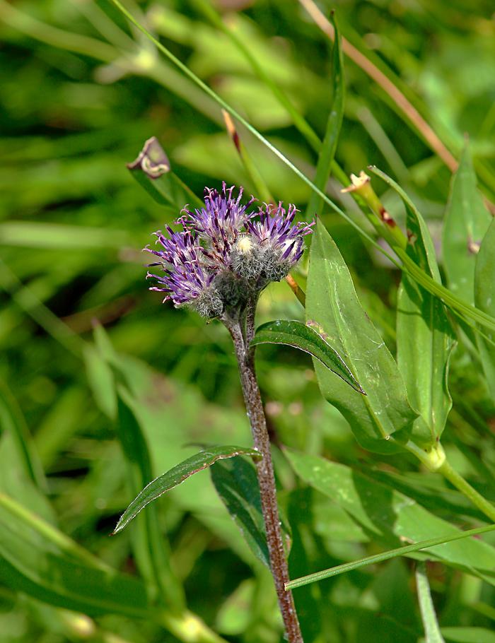 Alpenscharte