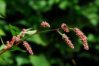 Blüte