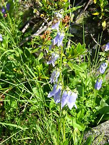 Bärtige Glockenblume (1)